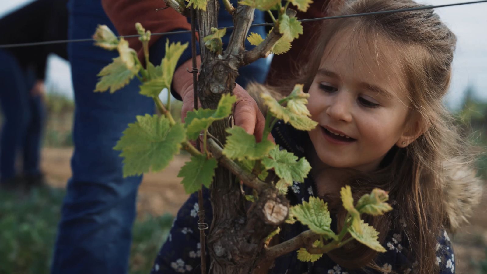 Les 4 Saisons de la Vigne